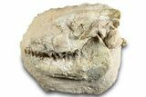 Fossil Oreodont (Leptauchenia) Skull - South Dakota #265289-1